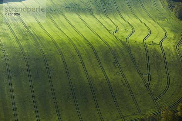Fahrspuren im Getreidefeld  Luftbild