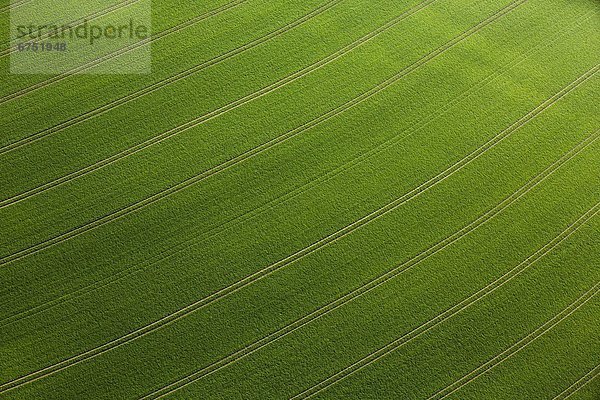 Fahrspuren im Getreidefeld  Luftbild