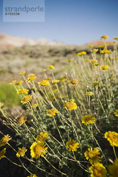 Wildflowers