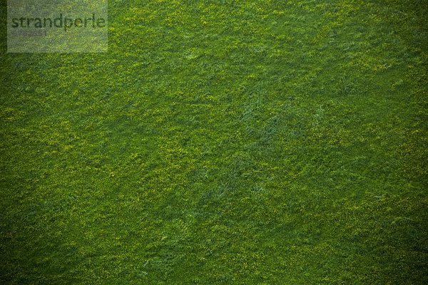 Blumen auf grüner Wiese  Luftbild