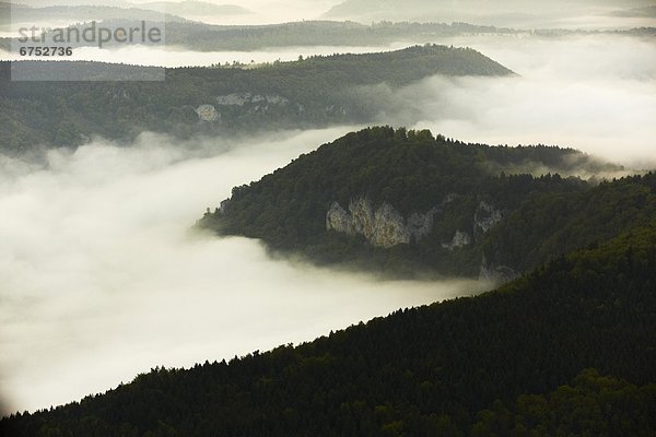 Morgennebel mit Wald und Felsen im Donautal  Luftbild