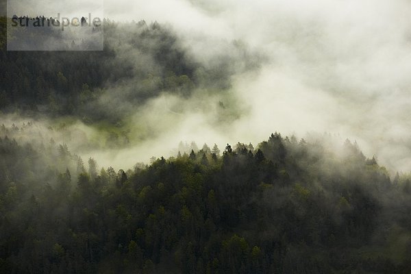 Morgennebel mit Wald im Donautal  Luftbild