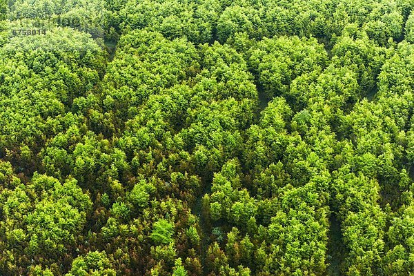 Laubwald im Frühling mit Wegen  Luftbild