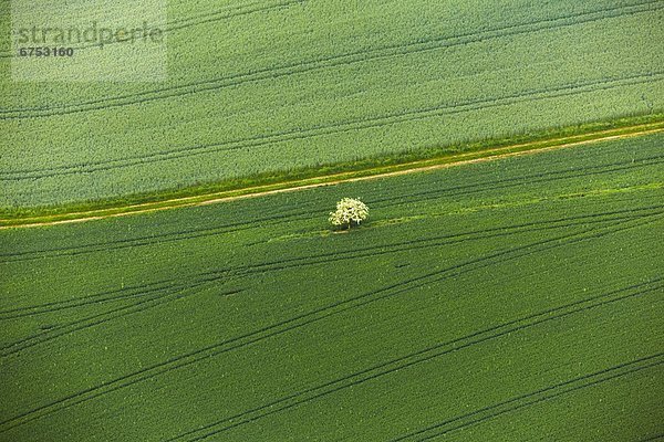 Blühender Obstbaum im Getreidefeld  Luftbild