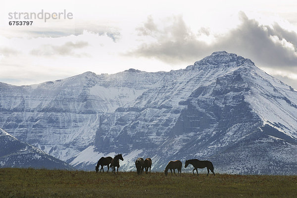 Horses and Mountains  Southern Alberta