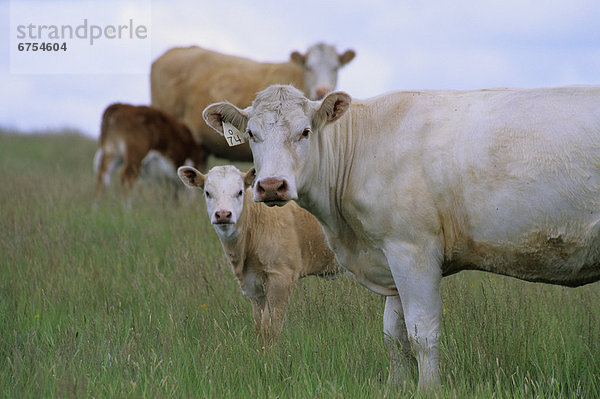 Cattle in pasture  Southern Saskatchewan.
