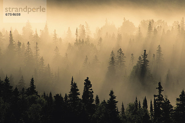 Mist in forest at Sunrise  Pukaskwa National Park  Lake Superior Ontario.