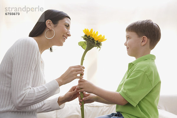 Sonnenblume  helianthus annuus  geben  Sohn  Mutter - Mensch