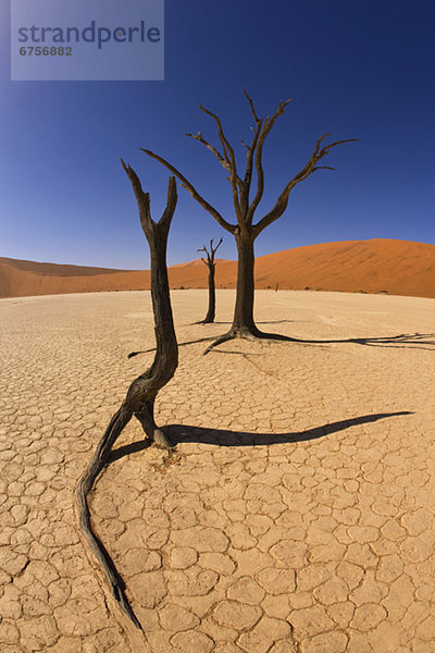 Namibia Namib kahler Baum kahl kahle Bäume Afrika