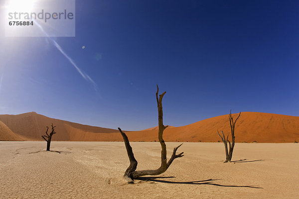 Namibia Namib kahler Baum kahl kahle Bäume Afrika