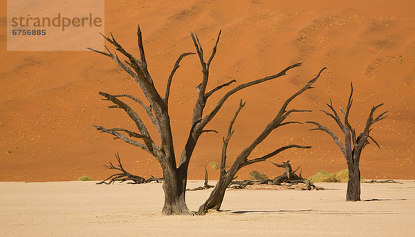 Namibia Namib kahler Baum kahl kahle Bäume Afrika