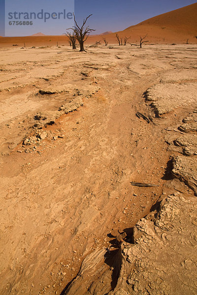 Namibia  Namib  Afrika