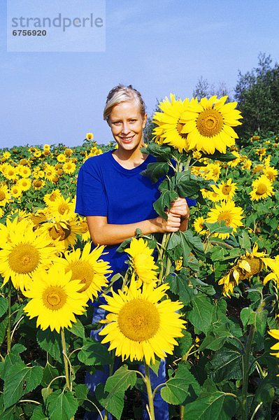 Sonnenblume  helianthus annuus  Feld  Mädchen  Manitoba  alt  Winnipeg