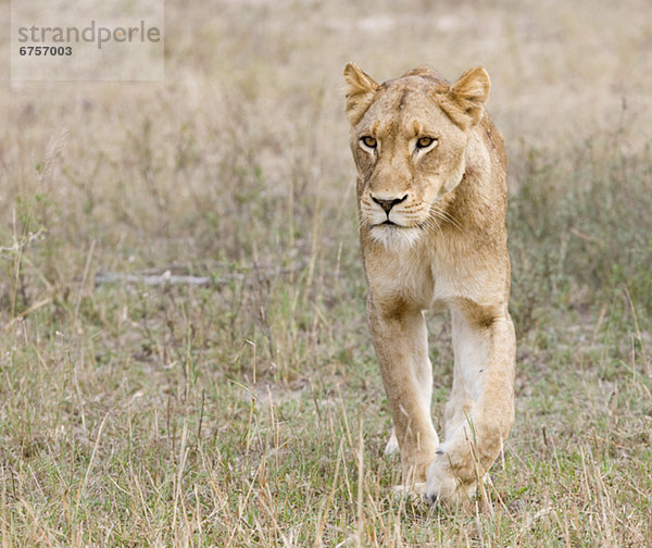 Löwe  Panthera leo  gehen  Feld