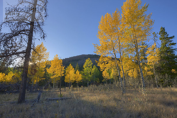 Sonnenuntergang Baum Wald Herbst Fichte Rocky Mountains Alberta Kanadische Rocky Mountains