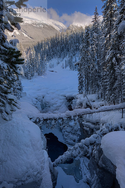 Schneedecke  Jasper Nationalpark  Alberta