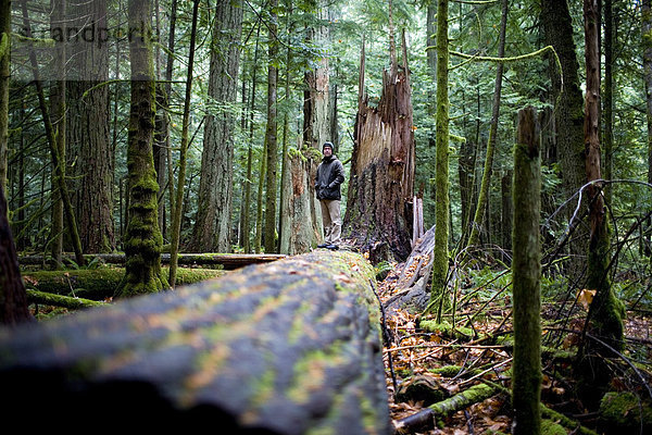 stehend  Mann  Baum  fallen  fallend  fällt  Cathedral Grove  British Columbia  MacMillan Provincial Park  Vancouver Island