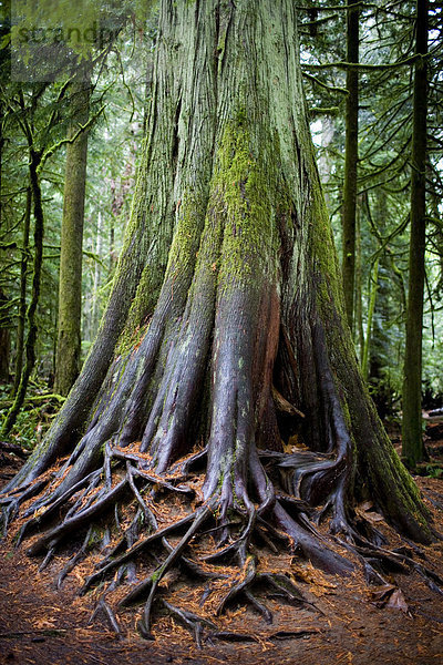 Cathedral Grove  British Columbia  MacMillan Provincial Park  Vancouver Island