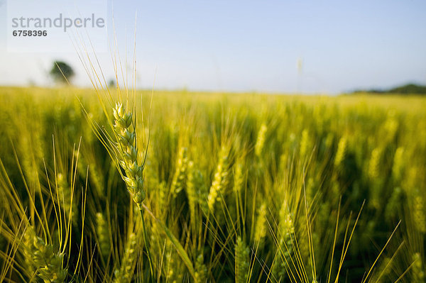 hoch  oben  nahe  Feld  Gerste  Ontario