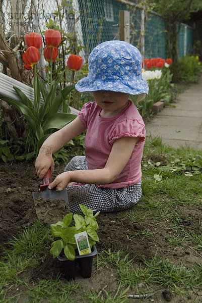 Erde  Erdreich  Boden  klein  Pflanze  Garten  Basilikum  Mädchen  Ontario  Toronto