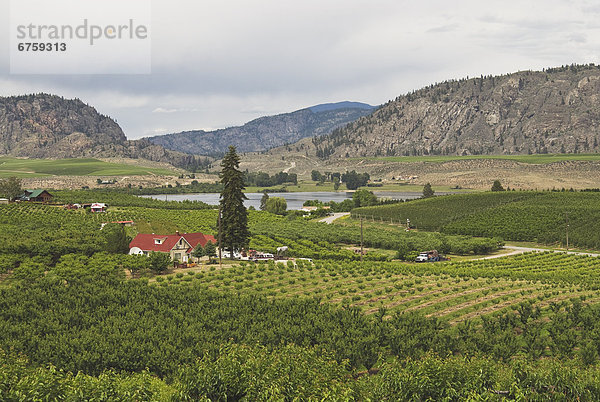 Orchards and Vineyards near Osoyoos  BC