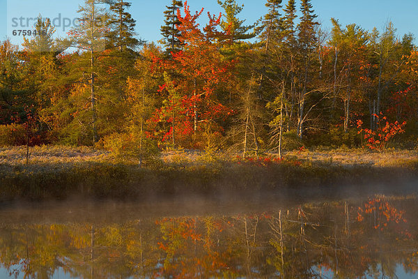 Morgen  Baum  Dunst  Spiegelung  Nova Scotia  Neuschottland  Reflections