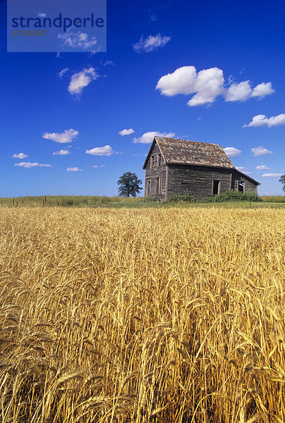 Winter Wohnhaus reifer Erwachsene reife Erwachsene Feld Weizen Manitoba alt Winnipeg
