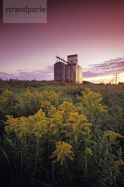 Getreide  Feld  Aufzugsanlage  Dugald  Manitoba  Manitoba