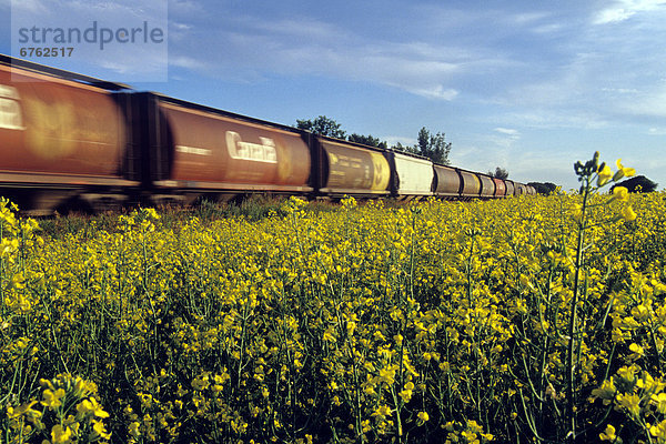 passen  Auto  Geländer  Feld  Bewegungsunschärfe  Canola  Manitoba