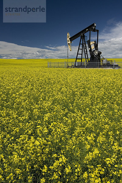 Ölfeld  Getreide  arbeiten  blühen  Feld  Mittelpunkt  Ölpumpe  Alberta  Canola