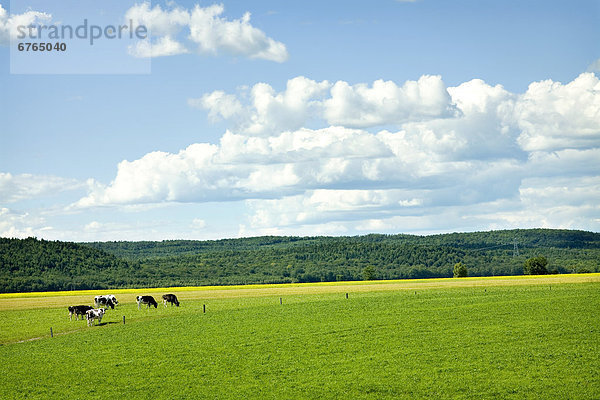 Hausrind  Hausrinder  Kuh  Wolke  Himmel  Feld  blau  Quebec