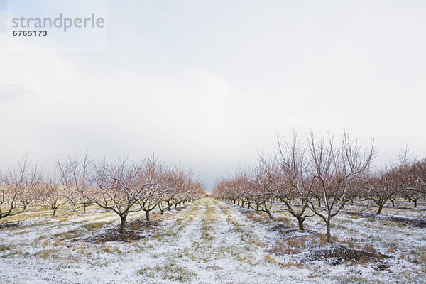 Winter  Obstgarten  Apfel