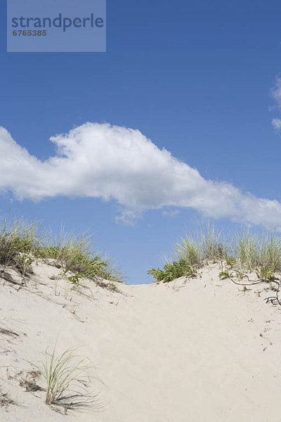 Beach dune