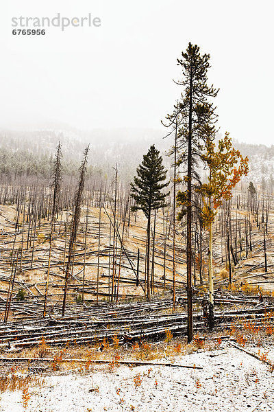 Anstrengung  Wald  Erneuerung  Lebensraum  Banff Nationalpark  Sawback Range  Alberta  Wildtier