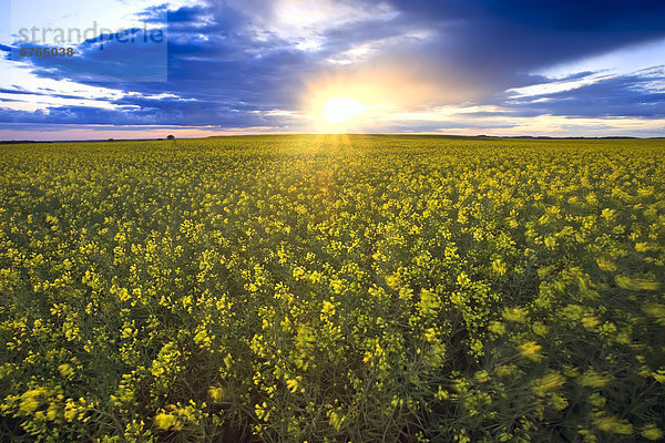 Sonnenuntergang  Nutzpflanze  Feld  zerzaust  Canola  Manitoba