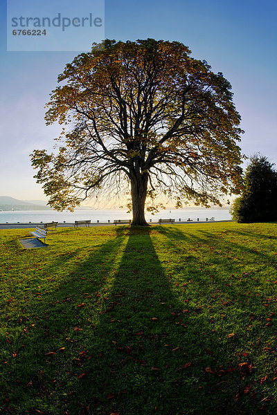 Baum  Silhouette  Sonnenaufgang  British Columbia  Vancouver