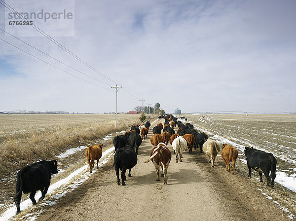Vereinigte Staaten von Amerika  USA  Herde  Herdentier  Fernverkehrsstraße  Rind  Great Plains  Nebraska