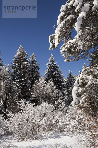 Vereinigte Staaten von Amerika  USA  Colorado  Winterlandschaft