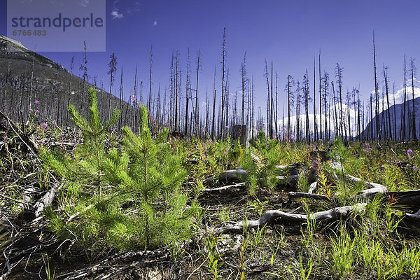 Wald  Erneuerung  Menschen im Hintergrund  Hintergrundperson  Hintergrundpersonen  Kootenay Nationalpark  Waldbrand  British Columbia