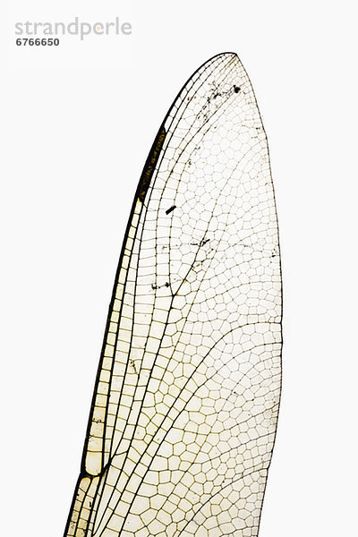 Dragonfly wing