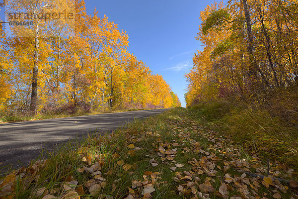 Autumn colors along rural road  central Alberta