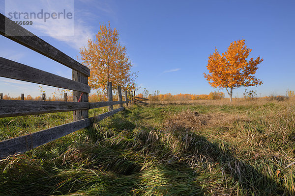 Holzzaun Tag Herbst Alberta Prärie