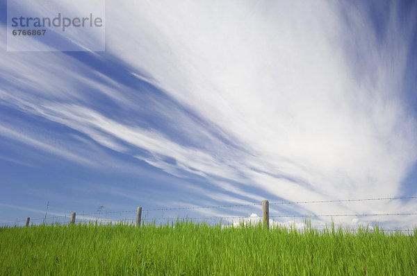 Himmel  grün  Hintergrund  groß  großes  großer  große  großen  Zaun  Gras  Alberta