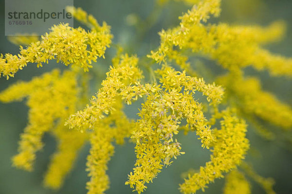 Golden Rod (Solidago virgaurea minuta)