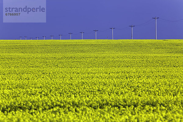 Feld  Canola  Manitoba  Stärke