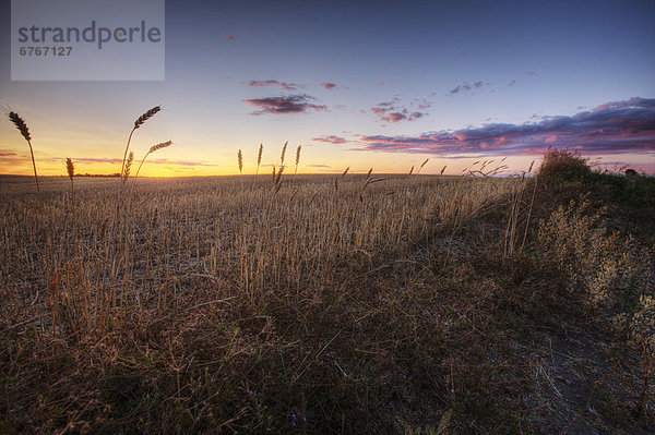 Sunset over harvested wheat field  central Alberta