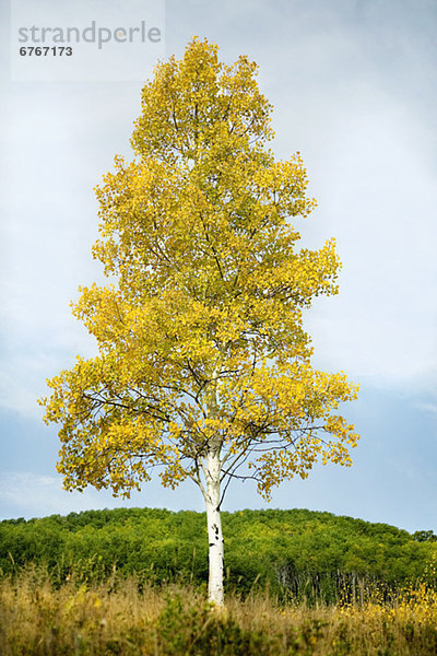 Espe  Populus tremula  Vereinigte Staaten von Amerika  USA  stehend  Baum  Wald  frontal  Feld  1  Colorado