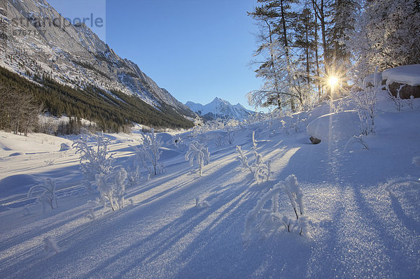 bedecken  Baum  Gesundheitspflege  See  Sonnenlicht  zerbrechen brechen  bricht  brechend  zerbrechend  zerbricht  Jasper Nationalpark  Alberta  Schnee