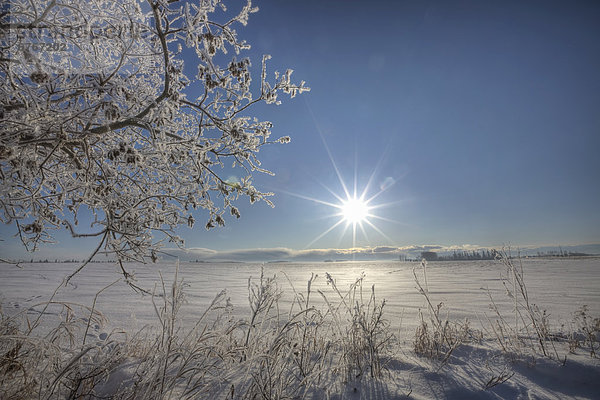 Winter  bedecken  Morgen  Baum  Alberta  Frost