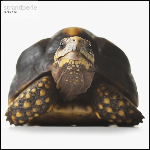 Riesen-Schildkröte